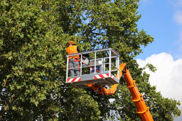 Best Tree and Shrub Care  in East End, AR