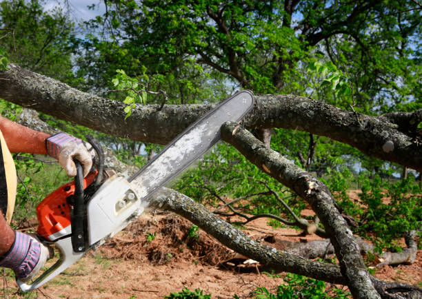 Best Lawn Irrigation Installation and Maintenance  in East End, AR